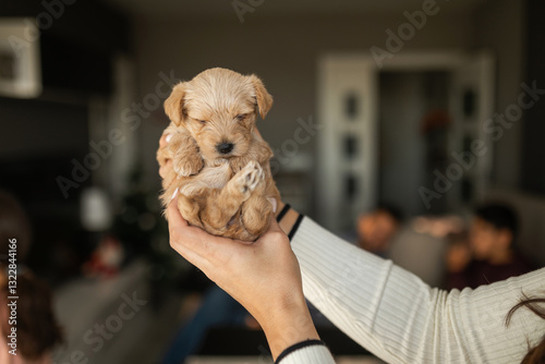 portrait of little puppy at home while holding it with hands photo