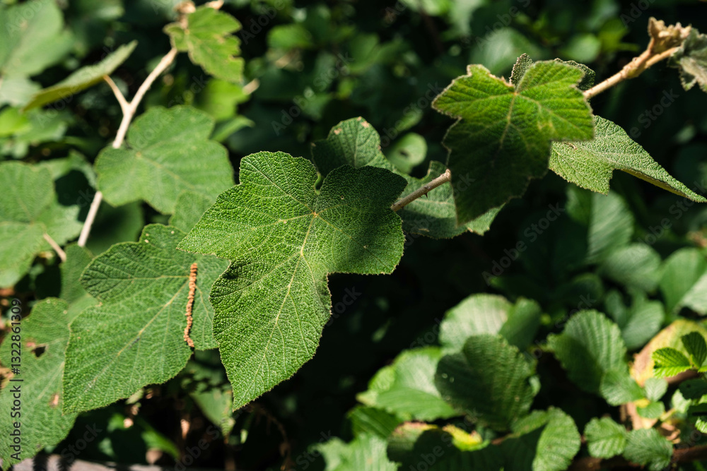Rubus Niveus