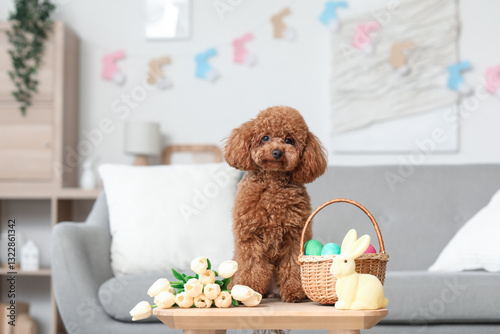 Cute Toy Poodle dog with Ea...
