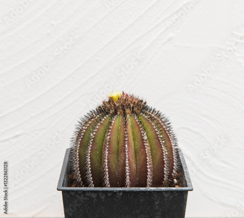Barrel Cactus with Yellow Flower in Black Pot Minimalist Style
