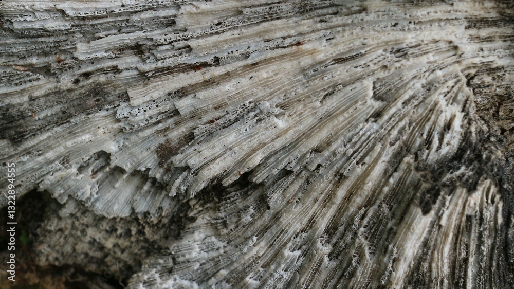 Stunning Natural Pattern of Fossilized Dead Coral Reefs Texture Close-Up