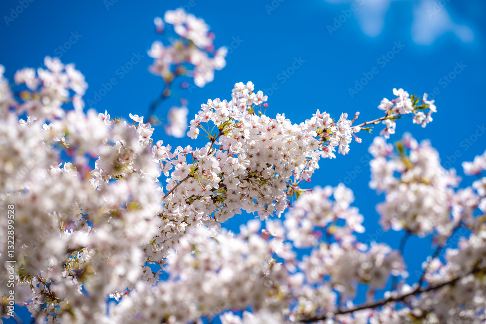 Blooming branch with white flowers of cherry blossom tree on spring blue sky background. Spring banner. Design for Easter day. Beauty spring sunny day. Blooming branch with white flowers of cherry blossom tree on spring blue sky background. Spring banner. Design for Easter day. Beauty spring sunny day.