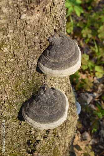 A tinder mushroom on a tree trunk