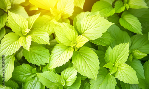 Lush vibrant green mint leaves bathed in sunlight, a refreshing natural background.