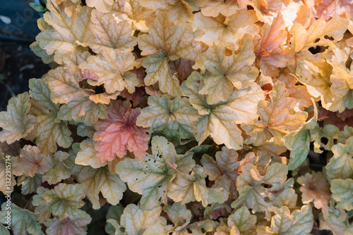 Soft Hues of Foliage Garden Patch photo