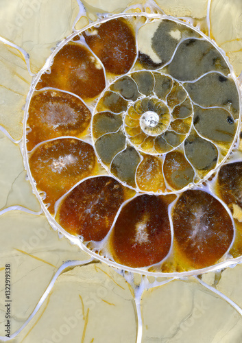 Anapuzosia ammonite closeup macro patterns coils crystallization photo