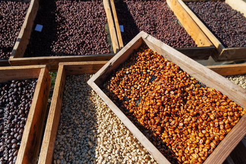 Various stages of coffee processing are displayed in wooden trays under the sun. The image showcases different types of drying methods, including natural, honey, and washed processes for coffee beans.