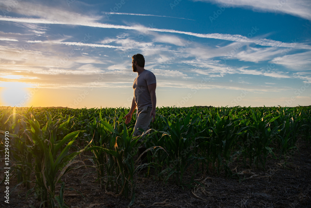 A farmer standing in a cornfield at sunset. Man harvesting corn on a farm. A farmer working in the field during harvest season. Corn harvest in the countryside. A man on corn field on a farm. A farmer standing in a cornfield at sunset. Man harvesting corn on a farm. A farmer working in the field during harvest season. Corn harvest in the countryside. A man on corn field on a farm.