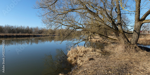 Spring walk through the forest, beautiful panorama.