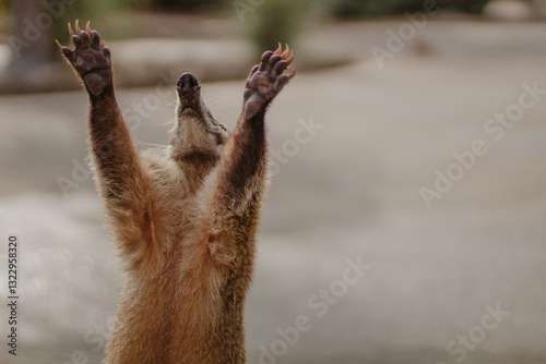 A coati stands on its hind legs, reaching toward the sky with outstretched paws. Its expressive pose and warm lighting create a playful, dynamic scene. Great for wildlife, humor, and nature content. photo