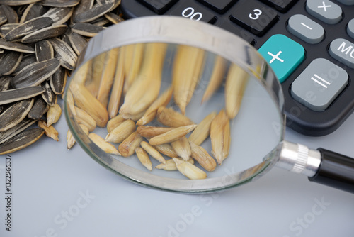 Obraz na plátně Sunflower seeds with black calculator under magnifying glass close up
