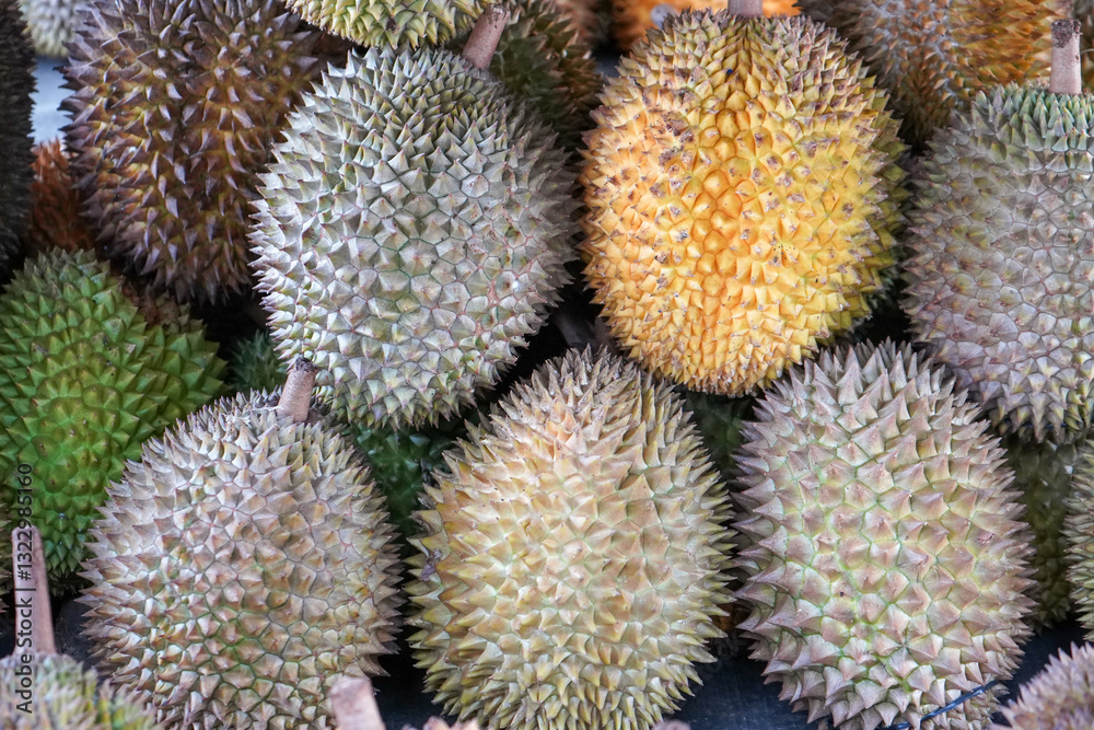 Durian is a tropical fruit distinguished by its large size and spiky, hard outer shell. It has a pungent smell, custard-like flesh with large seeds. The durian is the edible fruit of several tree. Durian is a tropical fruit distinguished by its large size and spiky, hard outer shell. It has a pungent smell, custard-like flesh with large seeds. The durian is the edible fruit of several tree.