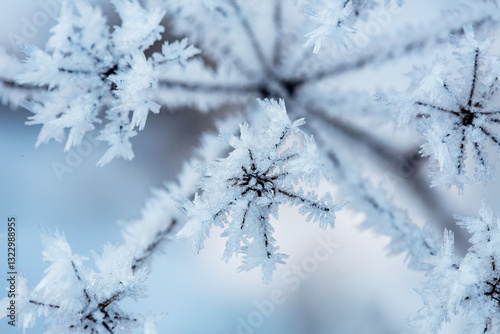 Ice covered cow parsley