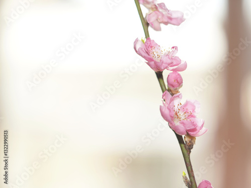 Cherry blossom with bright background. sign of spring.