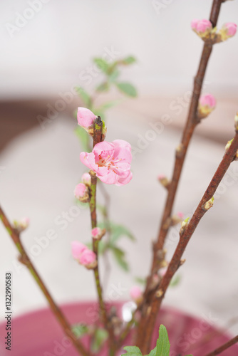Cherry blossom with bright background. sign of spring.