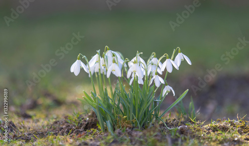 Flowering of the snowdrop plant.