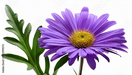 lilac flower of european michaelmas daisy aster amellus isolated on a white background bright flower on a stem with dark green leaves design element for creating collages cards invitations