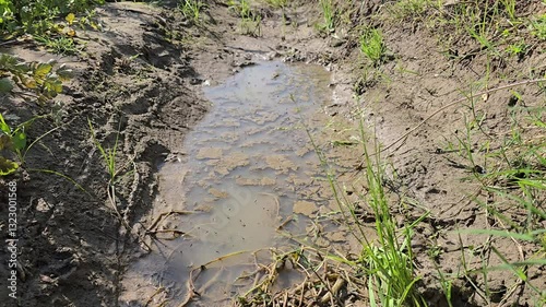 Mosquitoes colony in the dirty Pond of water