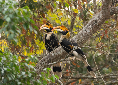 A pair of  great hornbill