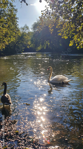 Swan and duck swimming in a sunlit river with reflections on the water.