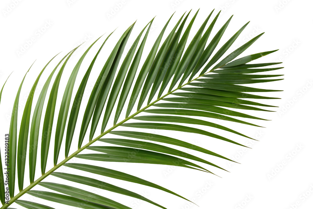 Obraz premium Single palm leaf on black background