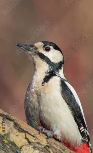 Great Spotted Woodpecker