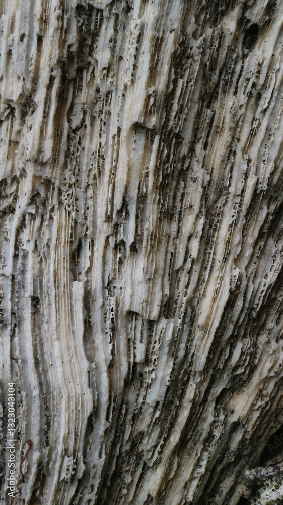 Stunning Natural Pattern of Fossilized Dead Coral Reefs Texture Close-Up Stunning Natural Pattern of Fossilized Dead Coral Reefs Texture Close-Up
