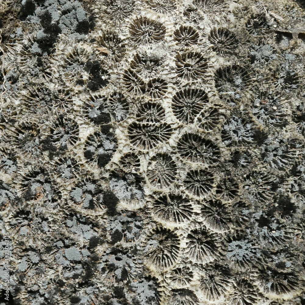 Stunning Natural Pattern of Fossilized Dead Coral Reefs Texture Close-Up Stunning Natural Pattern of Fossilized Dead Coral Reefs Texture Close-Up