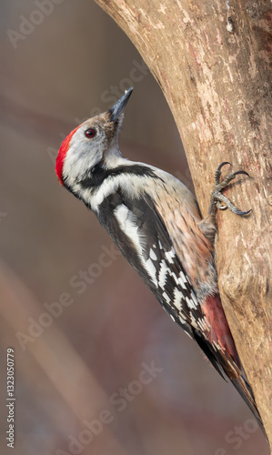 Middle Spotted Woodpecker