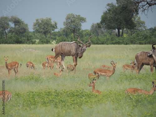 Herd of Kudu and Impala in the savannah - Zimbabwe safari - Hwange National Park