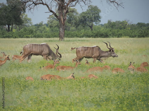 Herd of Kudu and Impala in the savannah - Zimbabwe safari - Hwange National Park