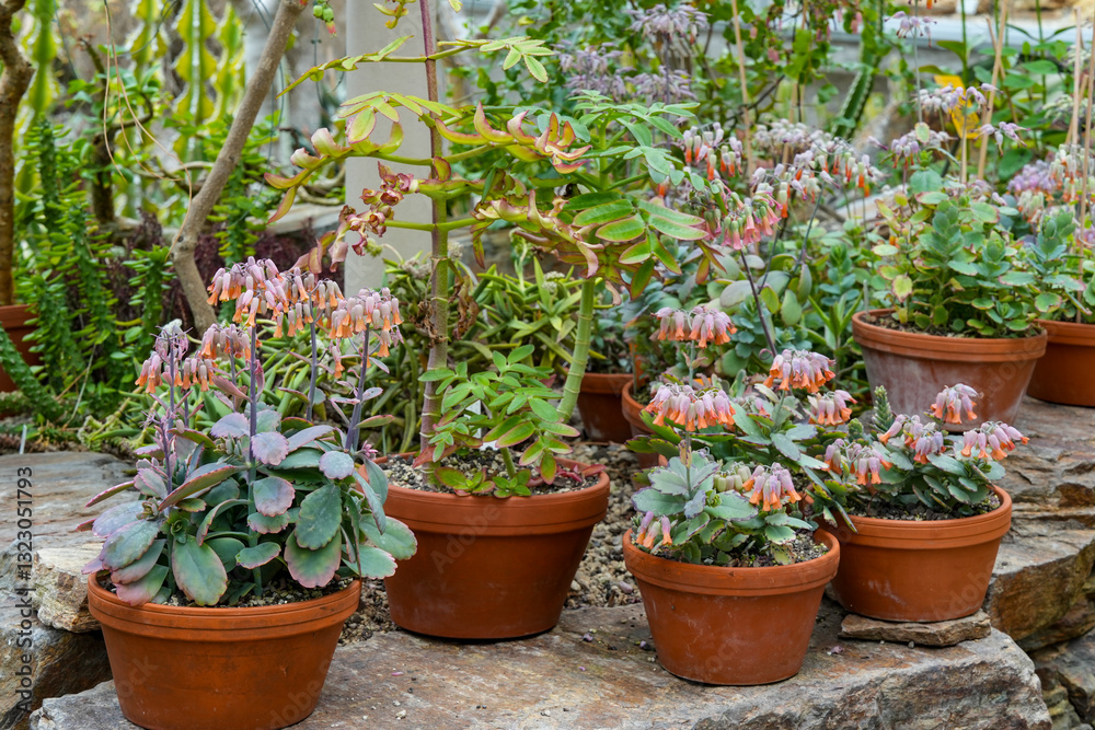 Garden with various flowering Kalanchoe potted plants from the Crassulaceae family. Garden with various flowering Kalanchoe potted plants from the Crassulaceae family.