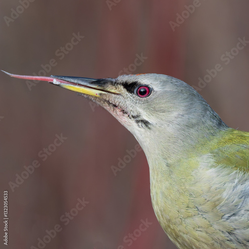 Grey-Headed Woodpecker