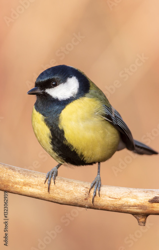 Great Tit