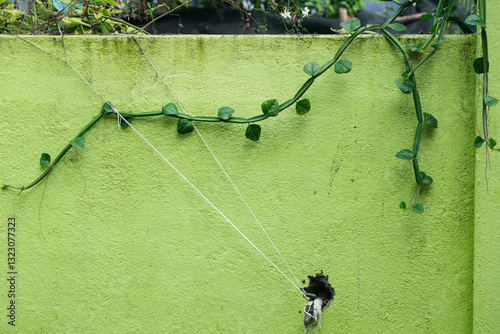 indian adamant creeper