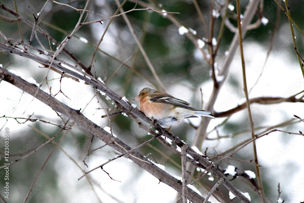 Ornithology. Bird, animal idea concept. A chaffinch (Fringilla coelebs) perched on a tree branch on a snowy day. Alone chaffinch. Ornithology. Bird, animal idea concept. A chaffinch (Fringilla coelebs) perched on a tree branch on a snowy day. Alone chaffinch.