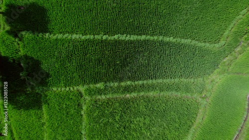 Aerial view on rice fileds in Amed, Bali. Beautifule view jungle and rice fields on ocean shore.
