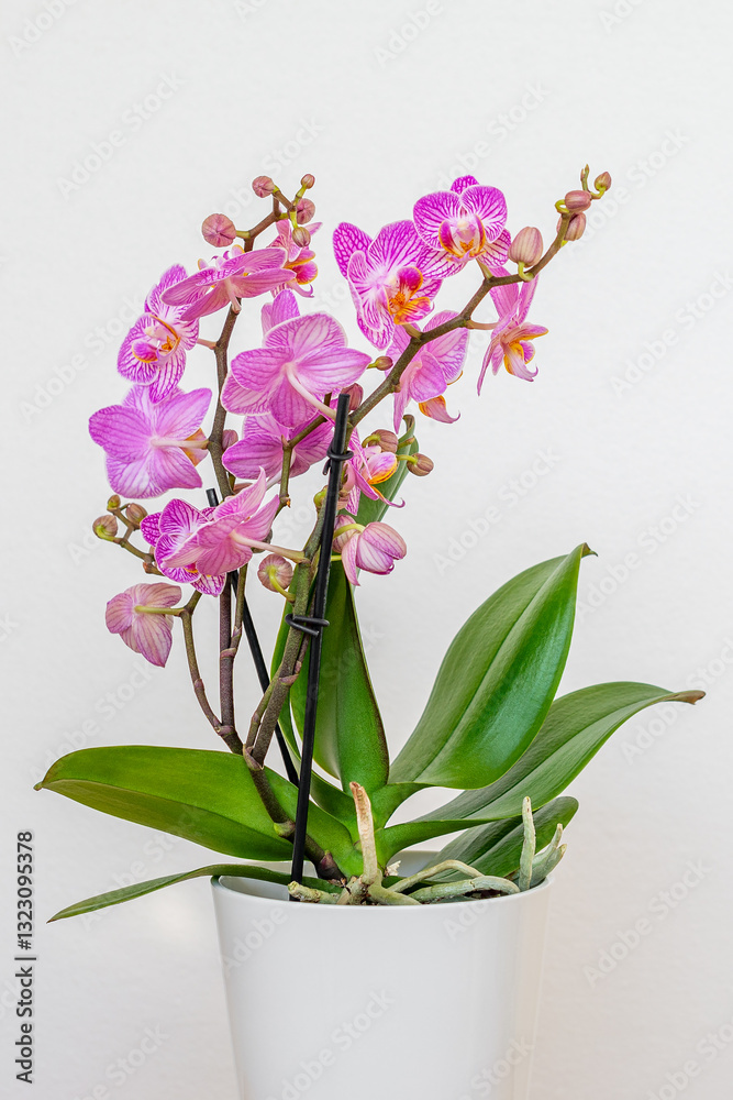 Naklejka premium Pink orchid flower isolated on white background