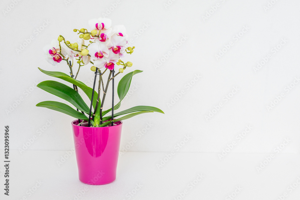 Obraz premium White orchid in a pink flowerpot on a white background with copy space