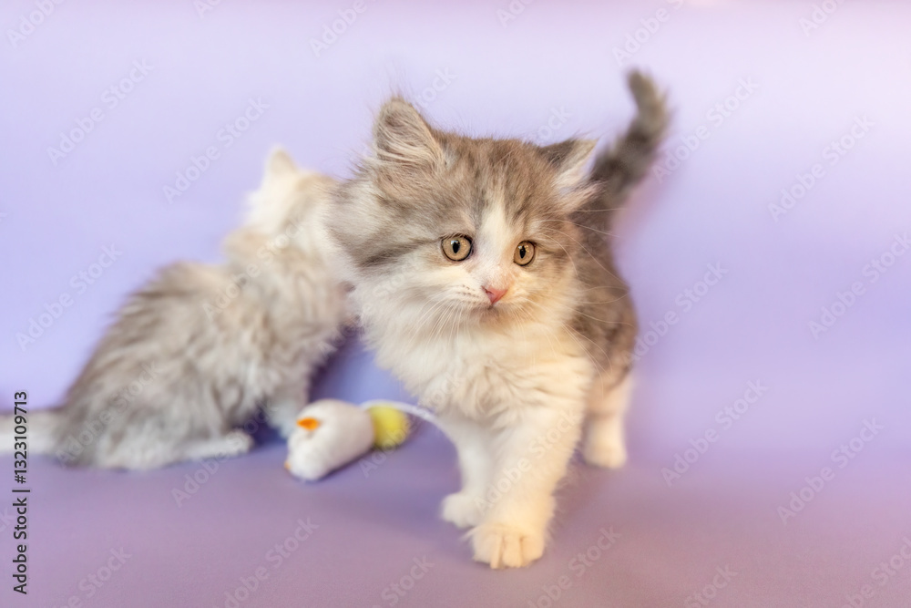 Playful and cute ragdoll crossbreed kitten in front of purple studio background