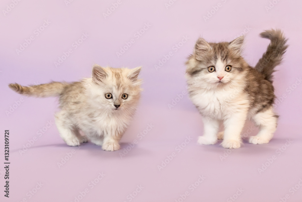 Playful and cute ragdoll crossbreed kitten in front of purple studio background