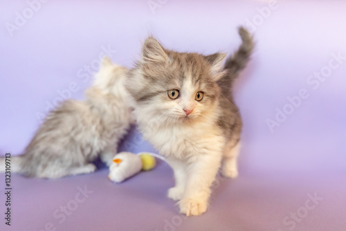 Obraz na płótnie Playful and cute ragdoll crossbreed kitten in front of purple studio background w salonie