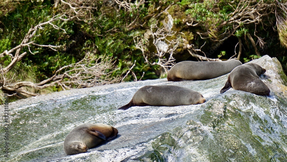 Fototapeta premium Milford Sound New Zealand Fur Seal sleeping on rocks