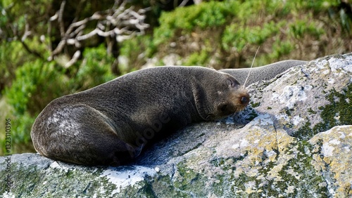 Photography Milford Sound New Zealand closeup of a Fur Seal sleeping on rocks