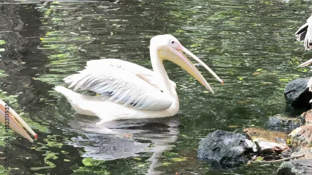 The group of pelicans is relaxing beside the pool in the zoo. The group of pelicans is relaxing beside the pool in the zoo.