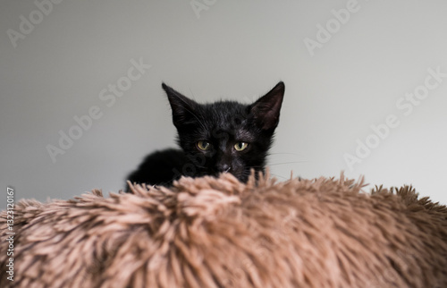 Cute black kitten on flurry bed photo