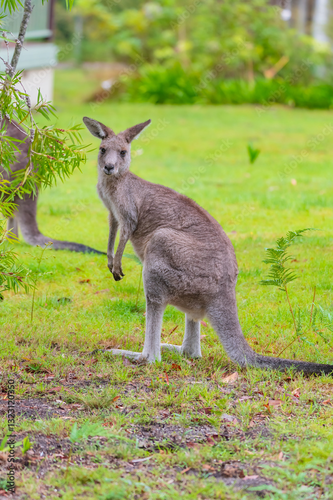 Eastern Grey Kangaroo Eastern Grey Kangaroo