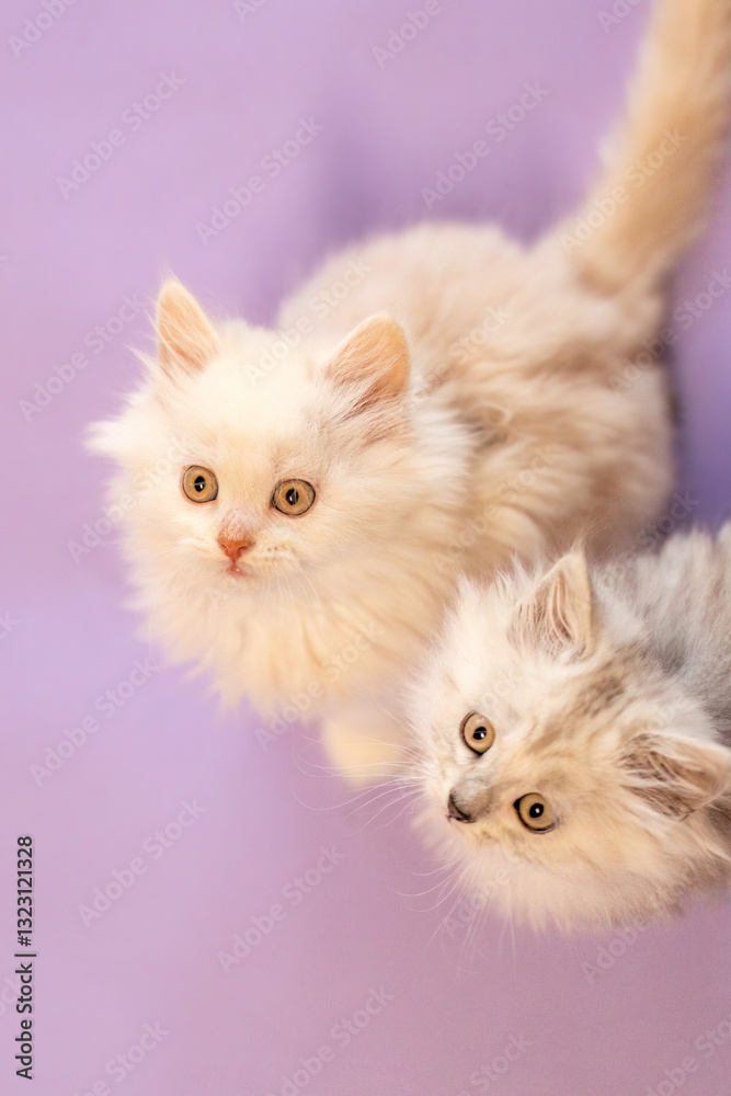 Playful and cute ragdoll crossbreed kitten in front of purple studio background