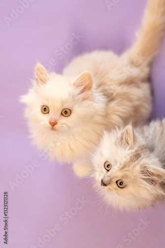 Obraz na płótnie Playful and cute ragdoll crossbreed kitten in front of purple studio background w salonie