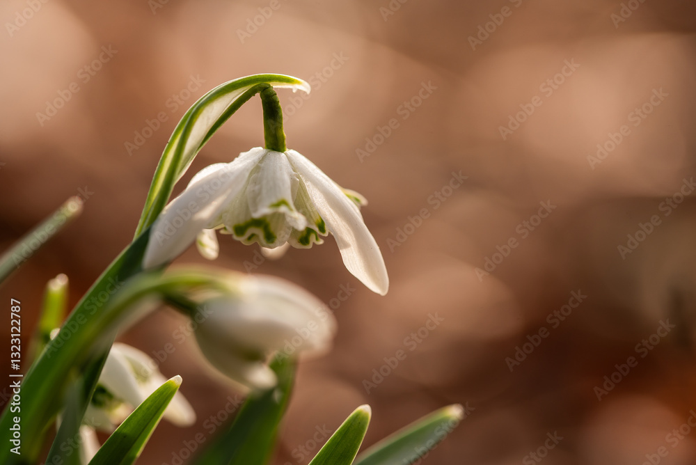 Fototapeta premium Przebiśniegi w parku, marzec 2025.
